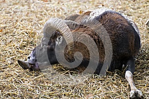 Mouflon male gnaws his leg