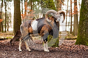 Mouflon Male Ovis musimon with big curvy horns in the German forest