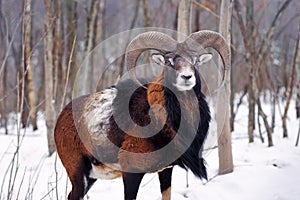 Mouflon Male Ovis musimon in the winter forest, horned animal in nature habitat
