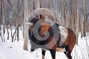 Mouflon Male Ovis musimon in the winter forest, horned animal in nature habitat