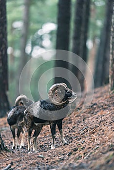 Mouflon males on slope in hilly pine forest.