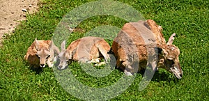 Mouflon musmon animal in green grass