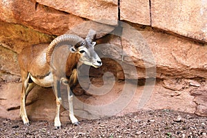 Mouflon next to the rocks in the Eifelpark, in Germany
