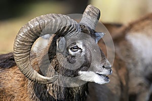 Mouflon, ovis aries photo