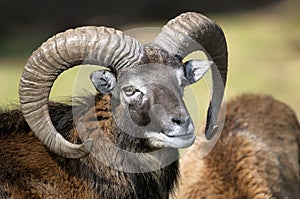 Mouflon, ovis aries photo