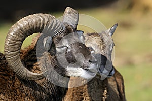 Mouflon, ovis aries photo