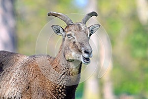 Mouflon Ovis Aries Musimon Closeup