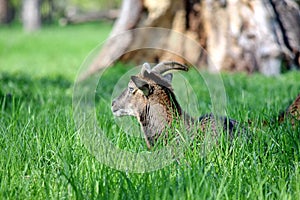 Mouflon Ovis Aries Musimon Lying in Grass