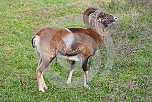 Mouflon Ovis gmelini musimon