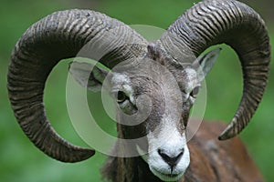 Mouflon - Ovis Musimon