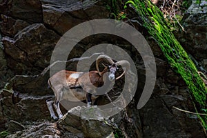 The mouflon Ovis musimon. Parc de Merlet, France