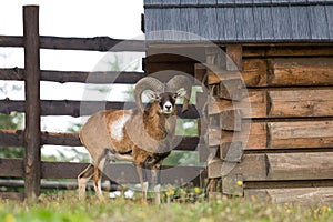 The mouflon ovis musimon, wild sheep.