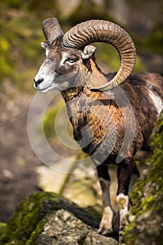 The mouflon (Ovis orientalis)