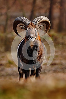 Mouflon, Ovis orientalis, forest horned animal in the nature habitat, portrait of mammal with big horn, face to face view, Praha, photo