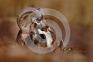 Mouflon, Ovis orientalis, forest horned animal in the nature habitat, portrait of mammal with big horn, Praha, Czech Republic