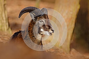 Mouflon, Ovis orientalis, forest horned animal in the nature habitat, portrait of mammal with big horn, Praha, Czech Republic.