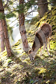 The mouflon (Ovis orientalis)