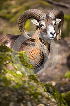 The mouflon (Ovis orientalis) photo