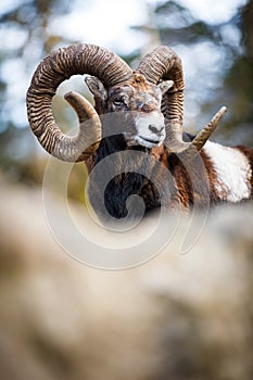 The mouflon (Ovis orientalis)