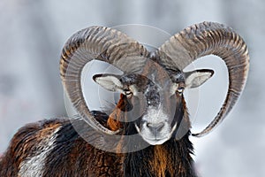 Mouflon, Ovis orientalis, horned animal in snow nature habitat. Close-up portrait of mammal with big horn, Czech Republic. Cold