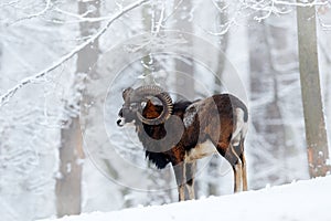 Mouflon, Ovis orientalis, horned animal in snow nature habitat. Close-up portrait of mammal with big horn, Czech Republic. Cold