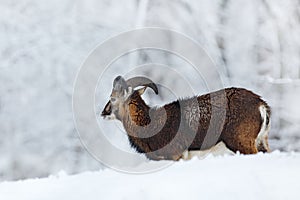Mouflon, Ovis orientalis, horned animal in snow nature habitat. Close-up portrait of mammal with big horn, Czech Republic. Cold