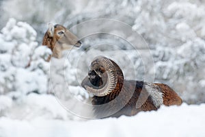 Mouflon, Ovis orientalis, horned animal in snow nature habitat. Close-up portrait of mammal with big horn, Czech Republic. Cold