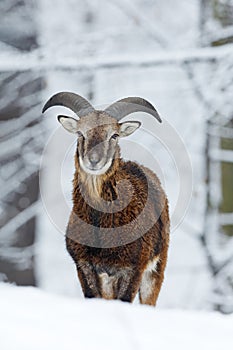 Mouflon, Ovis orientalis, horned animal in snow nature habitat. Close-up portrait of mammal with big horn, Czech Republic. Cold