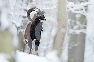 Mouflon, Ovis orientalis, horned animal in snow nature habitat. Close-up portrait of mammal with big horn, Slovakia. Cold snowy