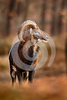 Mouflon, Ovis orientalis, portrait of mammal with big horns, Prague, Czech Republic. Wildlife scene form nature. Animal behavior