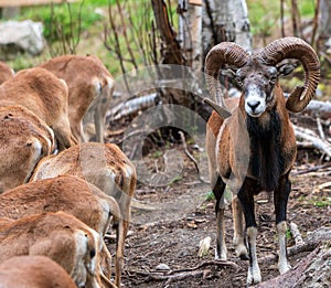 Mouflon Ovis orientalis very close-up photos, mammal