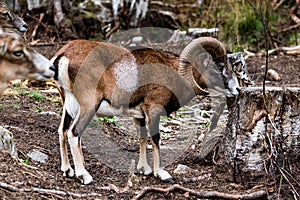 Mouflon Ovis orientalis very close-up photos, mammal