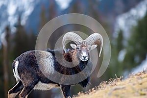 Mouflon, Ovis orientalison mountain background. Animal in nature habitat