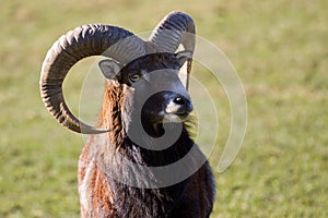 Mouflon portrait