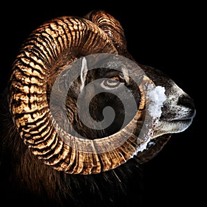 Mouflon Portrait color