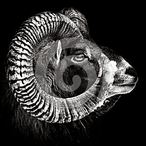 Mouflon Portrait monochrome