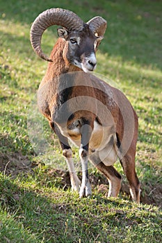 Mouflon ram photo