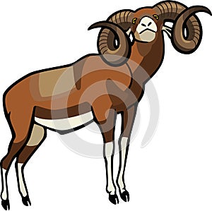 Mouflon Ram