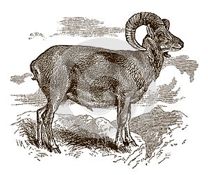 Mouflon ram ovis gmelini in side view, standing on a rock in the mountains