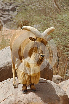 A mouflon ram standing on a rock