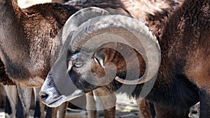 Mouflon sheep close up