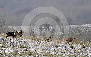 Mouflon sheep in countryside