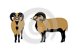 Mouflon sheep vector illustration