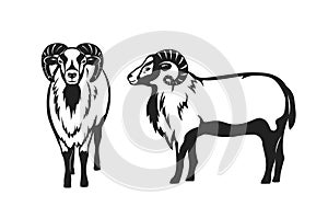Mouflon sheep vector illustration silhouette