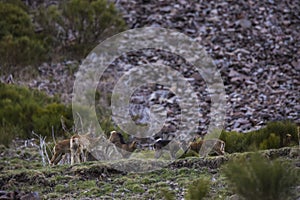 Mouflon in spring in Capcir, Pyrenees, France