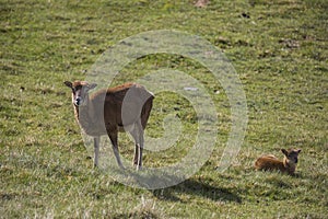 Mouflon in spring in Capcir, Pyrenees, France