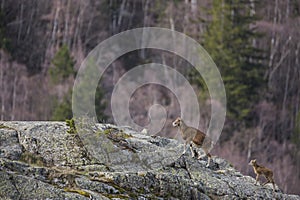 Mouflon in spring in Capcir, Pyrenees, France