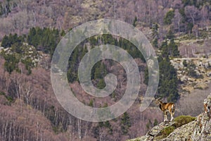 Mouflon in spring in Capcir, Pyrenees, France