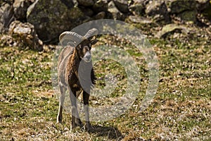 Mouflon in spring in Capcir, Pyrenees, France