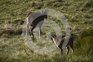 Mouflon in spring in Capcir, Pyrenees, France